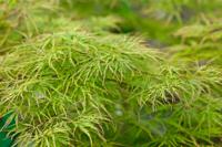 Japanse esdoorn - thumbnail