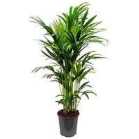 Kentia Palm howea forsteriana 10pp kamerplant - thumbnail
