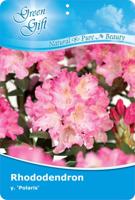 Dwergrhododendron - thumbnail