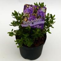 Dwerg rododendron (Rhododendron "Purperkissen") heester - thumbnail
