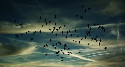 Alexsar Art Tuinschilderij birds swarm 130x70cm