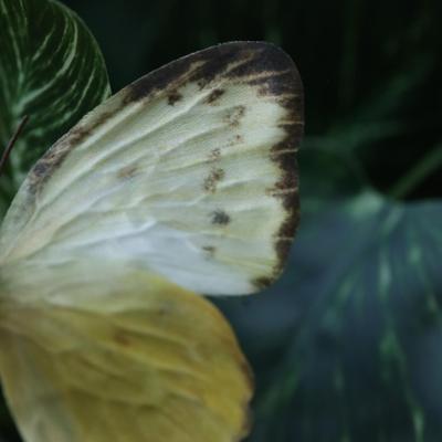 Vlindertak Creme-Geel 60cm