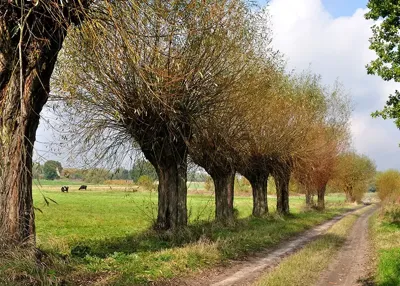 Alexsar Art Tuinschilderij bomen wei 70x50cm Alexsar Art Tuinschilderij bomen wei 70x50cm