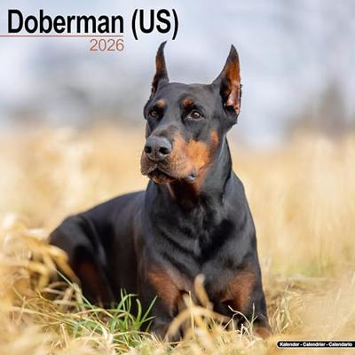 Doberman (Us) Calendar 2026 Square Dog Breed Wall Calendar - 16 Month