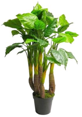 Anthurium Avanti green 120cm