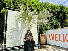 Brahea Armata Groot - Mexicaanse Blauwe Palm