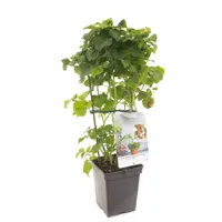 Rubus idaeus Sweet Sunshine fruitplant Fruithof - Fruithof - thumbnail
