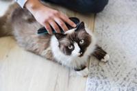 TRIXIE ZACHTE BORSTEL BLAUW - thumbnail