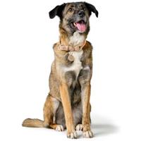 Hondenhalsband Hunter MALIA Groen M/L 45-54 cm - thumbnail