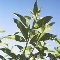 L'Occitane Verveine Deodorant Balm - thumbnail