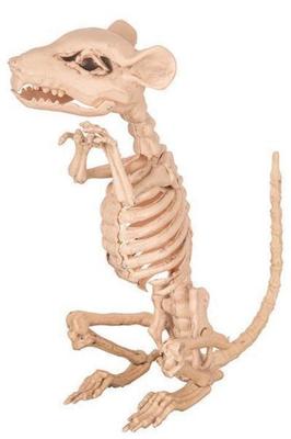 Rat Skelet