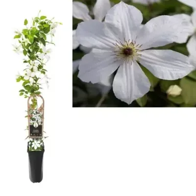 Grootbloemige Clematis Forever Friends PBR 75 cm klimplant Grootbloemige Clematis Forever Friends PBR 75 cm klimplant