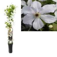 Grootbloemige Clematis Forever Friends PBR 75 cm klimplant - thumbnail