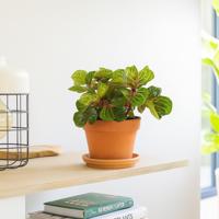 Iresine herbstii (biefstukplant) - P12 - thumbnail