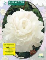 Zomer Bloembollen Pioenrozen, Wit per 2 - Baltus - thumbnail