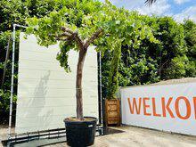 Druivenboom - Oude druif op hoge stam