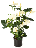 Kunstplant Anthurium cream - thumbnail