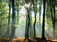 Lichtinval in bos 70x50cm Tuinschilderij Customize-it - Customize it - thumbnail