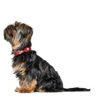 HUNTER Hondenhalsband Love, bruin-zwart, Maat: 80 - thumbnail