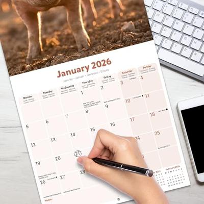 Pigs Calendar 2026 Square Farm Animal Wall Calendar - 16 Month