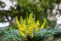 Mahoniestruik - thumbnail