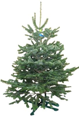 Kerstboom Warentuin Nordman B - kwaliteit Abies Nordmanniana 150 - 175 cm gezaagd Warentuin Natuurlijk - Warentuin natuurlijk
