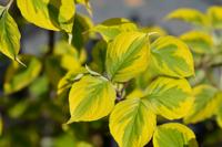 Amerikaanse Kornoelje - thumbnail