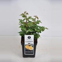 Trosroos (rosa "Lampion"®) - C3 - 1 stuks - thumbnail