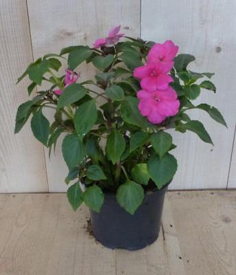 3 stuks! Vlijtig liesje enkelbloemig roze zomerbloeier Impatiens Walleriana Warentuin Natuurlijk - Warentuin natuurlijk