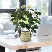 Stephanotis kunstplant 40cm - thumbnail