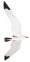 Rhombus Seagull Vlieger - thumbnail