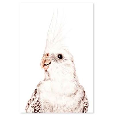 Groovy Magnets Magneetsticker Parkiet Groovy Magnets Magneetsticker Parkiet