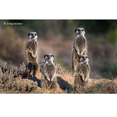 Panasonic MFT 45-175mm F/4-5.6 zwart powerzoom Lumix G X - thumbnail