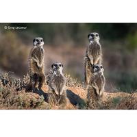 Panasonic MFT 45-175mm F/4-5.6 zwart powerzoom Lumix G X - thumbnail