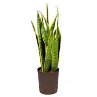 Sansevieria laurentii S hydrocultuur plant - thumbnail