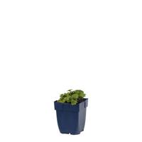 Alchemilla erythropoda vaste plant Griffioen - Griffioen - thumbnail
