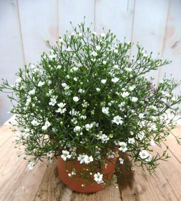 Gipskruid Gypsophila muralis wit Warentuin Natuurlijk - Warentuin natuurlijk