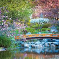 Notitieboek Cherry Blossom - thumbnail