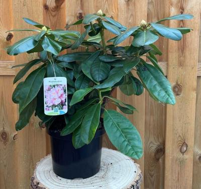 Rhododendron Scintillation groenblijvende heester rododendron met roze bloemen ca. 60-70cm incl. pot Warentuin Natuurlijk - Warentuin natuurlijk