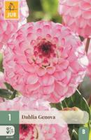 Dahlia Genova - thumbnail