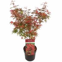 Japanse esdoorn (Acer palmatum "Shaina") heester - 50-60 cm - 1 stuks - thumbnail
