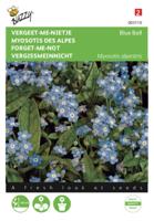 Myosotis, 'vergeet-me-nietje' blauw - thumbnail
