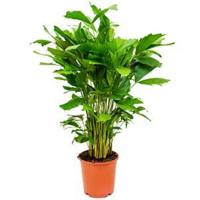 Caryota Palm mitis S kamerplant - thumbnail
