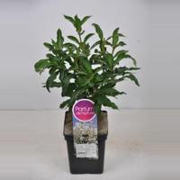 Sering (syringa villosae "Tammelan Kaunotar") - 30-50 cm - 1 stuks - thumbnail