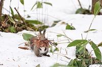 Nikon NIKKOR Z 180-600mm F/5.6-6.3 VR - thumbnail