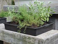 Royal Well | Kweekbak/Container 15 liter - thumbnail