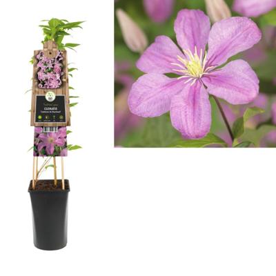 Roze bosrank (Clematis "Comtesse de Bouchaud") klimplant