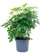 Schefflera arboricola S kamerplant - thumbnail