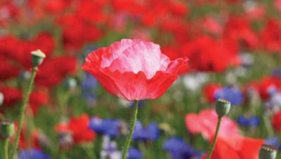 Klaprozen 130x70cm Tuinschilderij Customize-it - Customize it