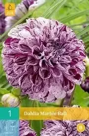 Dahlia marble ball 1st bloembol zomer Dahlia JUB - Jub